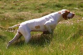 photo chien: Braque de l'Ariège